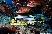 Plectorhinchus vittatus Diagramme oriental Maldives Mahibadoo Rock-4m-20240424-da-DSC_6657_tn